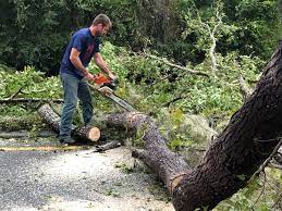 Best Tree Disease Treatment  in Fairview Shores, FL