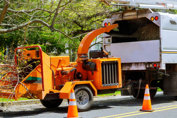 How Our Tree Care Process Works  in  Fairview Shores, FL