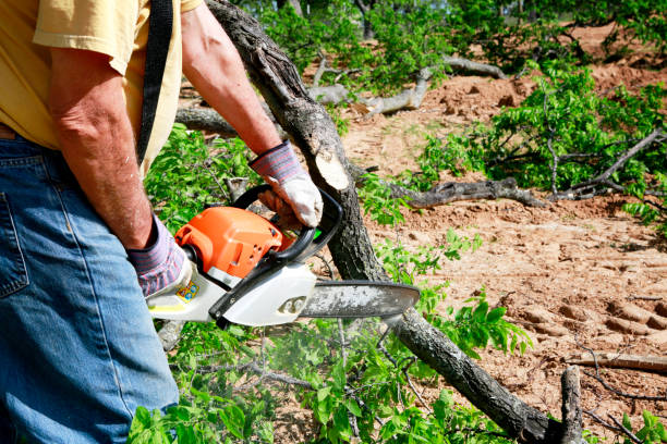 Best Lawn Renovation and Restoration  in Fairview Shores, FL
